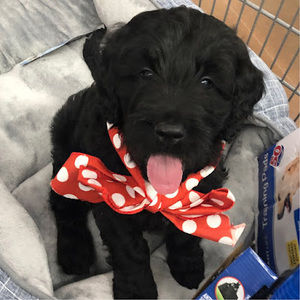 Meet your Posher, Mariece